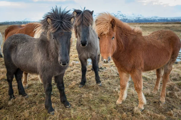 Portret islandzki koni — Zdjęcie stockowe
