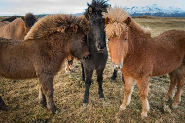 Porträtt av de isländska hästarna — Stockfoto