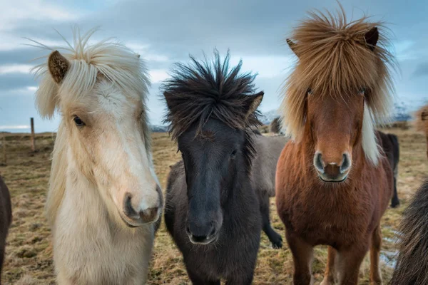 Ritratto dei cavalli islandesi — Foto Stock