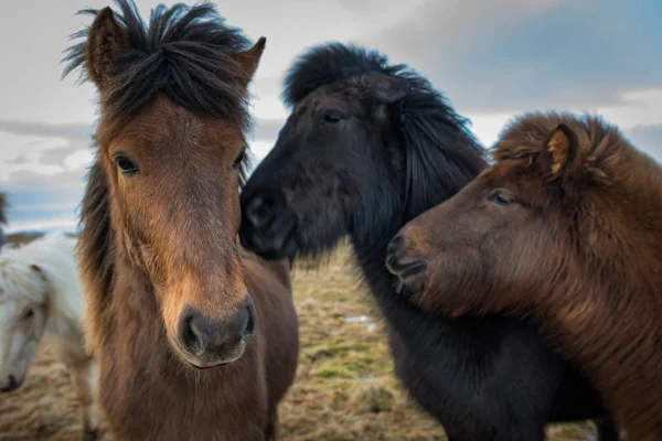 Porträtt av de isländska hästarna — Stockfoto