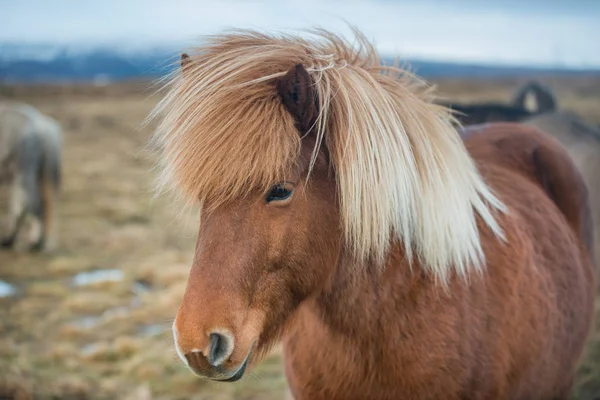 アイスランドの馬の肖像. — ストック写真