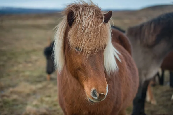 Ritratto del cavallo islandese . — Foto Stock