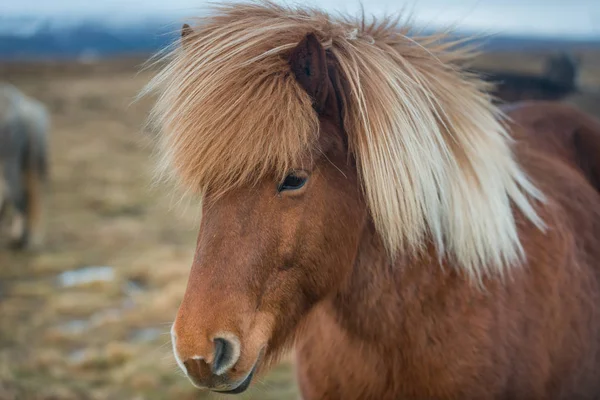 Portrait of Icelandic horse — Stock Photo, Image