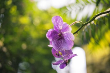 Çiçekler Botanik Bahçesi