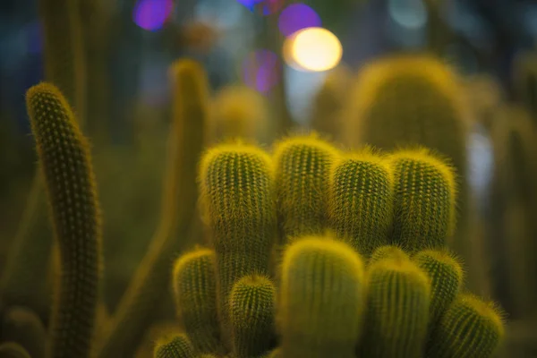 Cactus en el jardín botánico — Foto de Stock