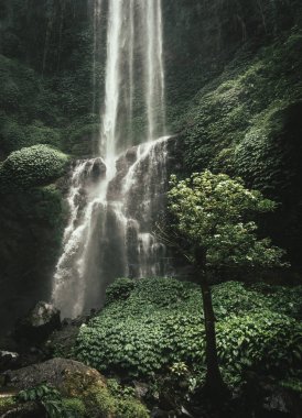 Şelale bali yağmur ormanlarında