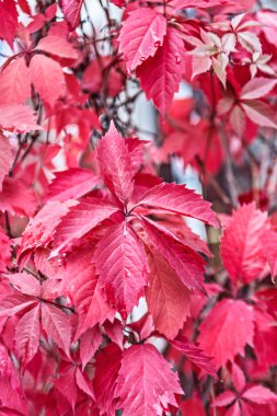 Kırmızı dekoratif üzüm yaprakları. Sonbaharda Moskova