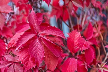 Kırmızı dekoratif üzüm yaprakları. Sonbaharda Moskova