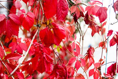 Kırmızı dekoratif üzüm yaprakları. Sonbaharda Moskova