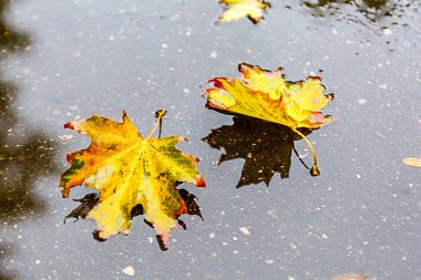 Sarı akçaağaç yaprağı yerde yatan. Sonbaharda Moskova