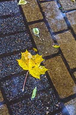 Sarı akçaağaç yaprağı yerde yatan. Sonbaharda Moskova