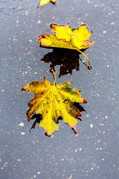 黄色のカエデの葉が地面に横になっています。モスクワの秋 — ストック写真