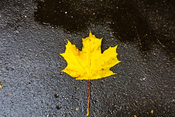 Liść klonowy żółty leżącego na ziemi. Jesień w Moskwie — Zdjęcie stockowe