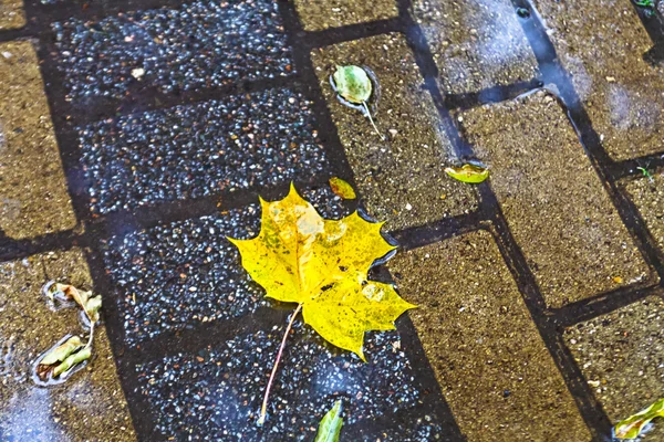 노란 단풍 잎 바닥에 누워입니다. 모스크바가 — 스톡 사진