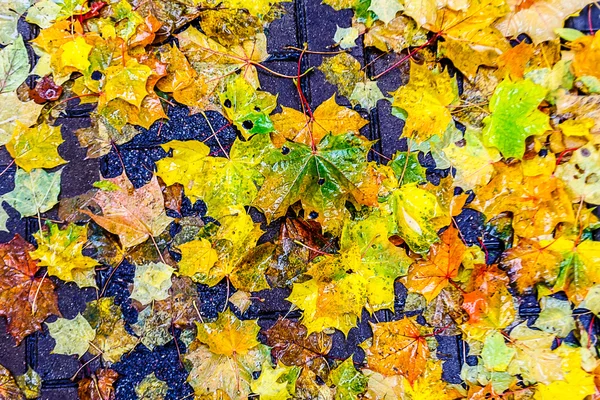 Gelbes Ahornblatt auf dem Boden liegend. Herbst in Moskau — Stockfoto