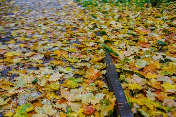 Liść klonowy żółty leżącego na ziemi. Jesień w Moskwie — Zdjęcie stockowe