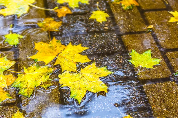 黄色のカエデの葉が地面に横になっています。モスクワの秋 — ストック写真