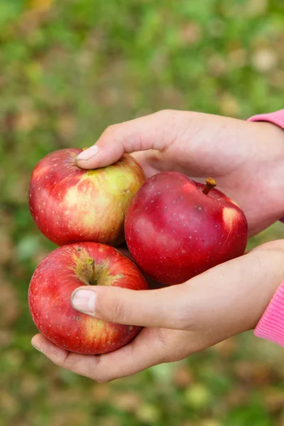 Органічні червоні яблука лежать в руках фермера . — стокове фото