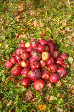 Olgun organik Kırmızı elma çim yalan.