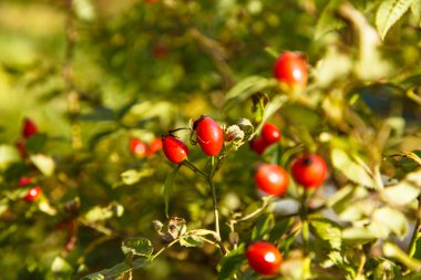 Olgun rose hips yaprakları ile dal.