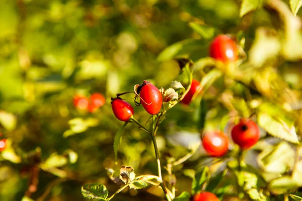 Rosa madura quadris em um ramo com folhas . — Fotografia de Stock