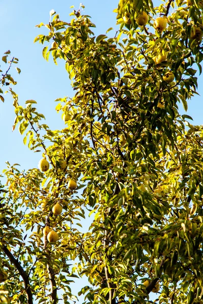 Peren groeien op een boom, kleine en zeer veel. — Stockfoto