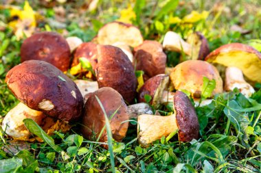 Porcini mantar çim üzerinde yalan