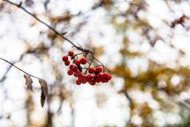 Üvez meyveleri bir şube sarı yapraklar arasında asılı.