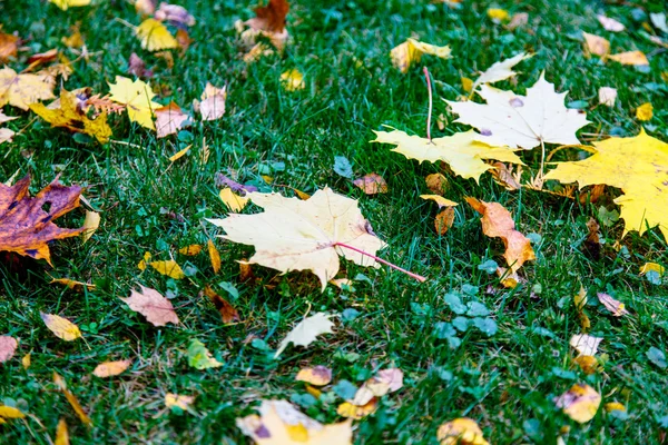 Foglia d'acero giallo sdraiato sull'erba verde. Autunno in Russia . — Foto Stock