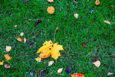 Sarı akçaağaç yaprağı yeşil çim üzerinde yalan. Sonbahar Rusya'da.
