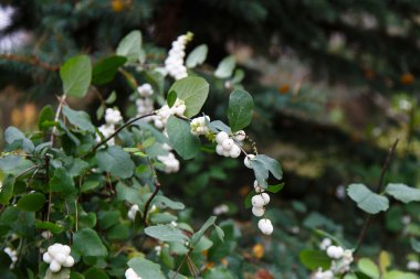 Symphoricarpos albus laevigatus - wh ile ortak snowberry bitki