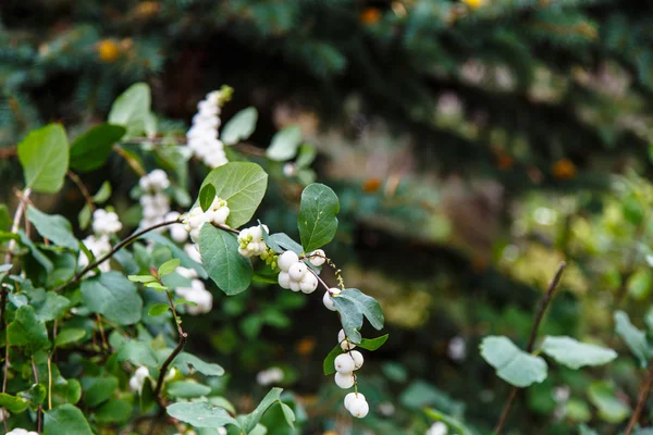 Symphoricarpos albus laevigatus - gemeenschappelijk Sneeuwbes plant met wh — Stockfoto