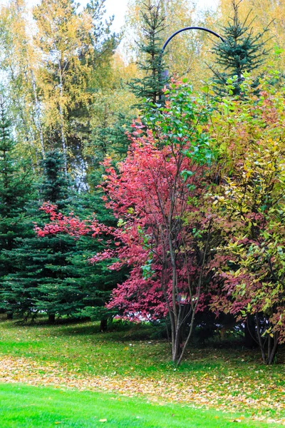 Ранней осенью в России некоторые деревья уже желтые и красные — стоковое фото