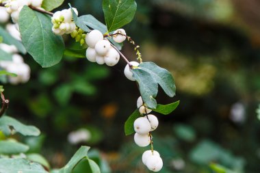 Symphoricarpos albus laevigatus - wh ile ortak snowberry bitki