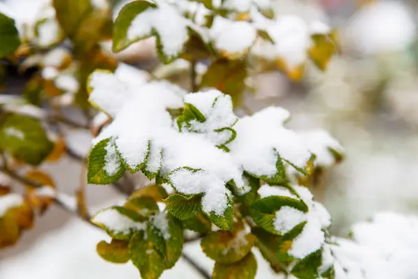 Prima neve su foglie verdi. Bella illustrazione per l'inizio — Foto Stock