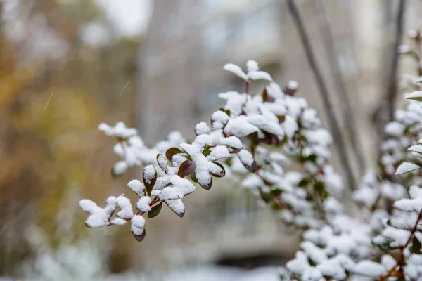 Primeira neve em folhas verdes. Bela ilustração para o início — Fotografia de Stock