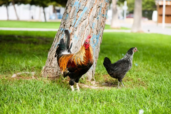 在公园散步的斑点的橙色，黑色和绿色的公鸡. — 图库照片