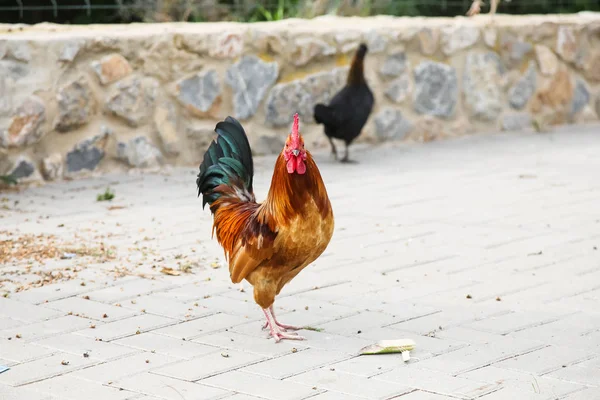 Laranja manchada com galo preto e verde caminha no Parque . — Fotografia de Stock