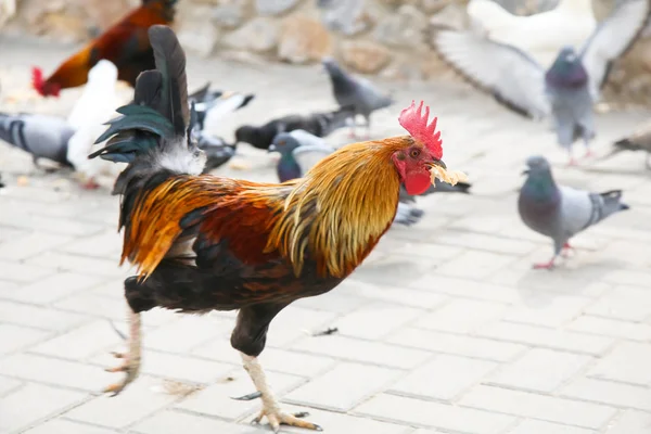 Spotted orange with black and green rooster walks in the Park. — Stock Photo, Image