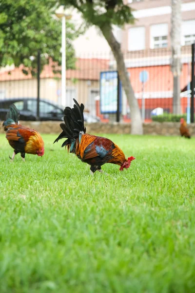 在公园散步的斑点的橙色，黑色和绿色的公鸡. — 图库照片