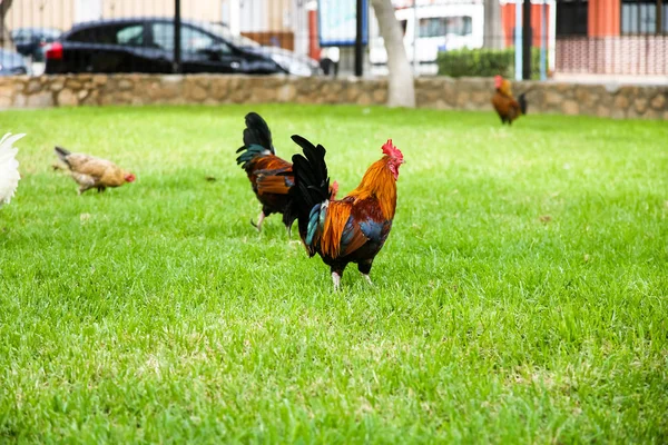 Spotted orange with black and green rooster walks in the Park. — Stock Photo, Image