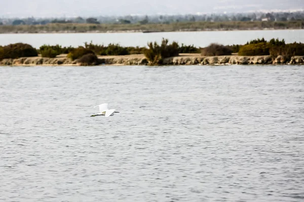 在水面上飞翔的小白鹭 — 图库照片