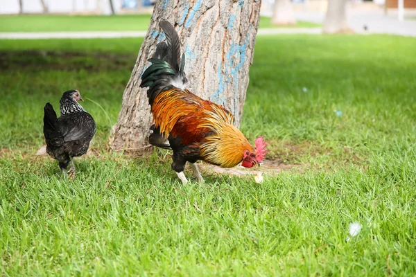 Spotted orange with black and green rooster walks in the Park. — Stock Photo, Image