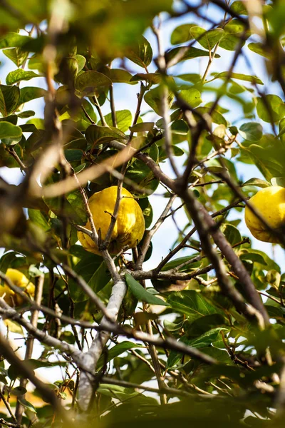 Marmelos maduros pendurados em um galho de árvore no jardim . — Fotografia de Stock