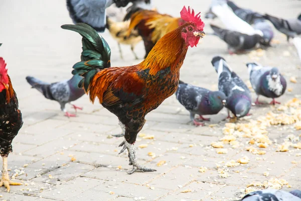 Naranja manchado con paseos de gallos negros y verdes en el Parque . —  Fotos de Stock