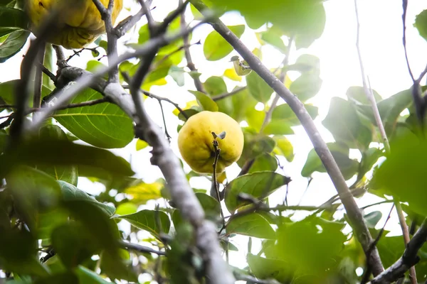 Olgun ayvaları bahçede bir ağaç dalına asılı.