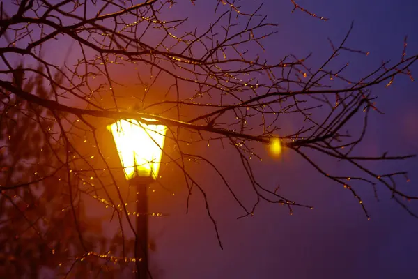Bevroren waterdruppels op de takken glinsteren in het licht van een lan — Stockfoto