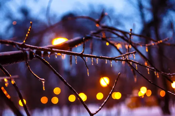 Frozen water drops on the branches glisten in the light of a lan — Stock Photo, Image