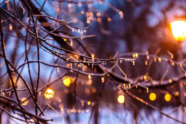 Gotas de agua congelada en las ramas brillan a la luz de un lan — Foto de Stock