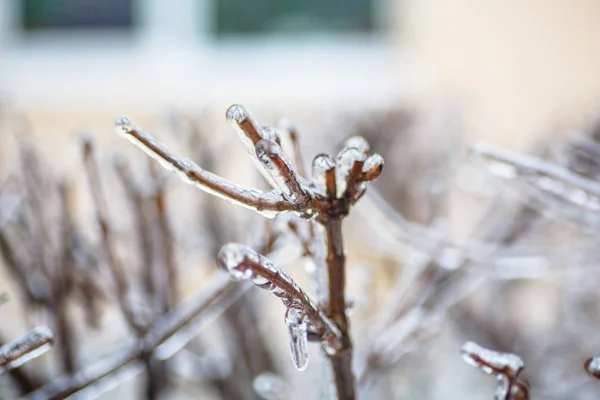 Yağmur, frost kar değil, ama o yağmur, su donuyor — Stok fotoğraf